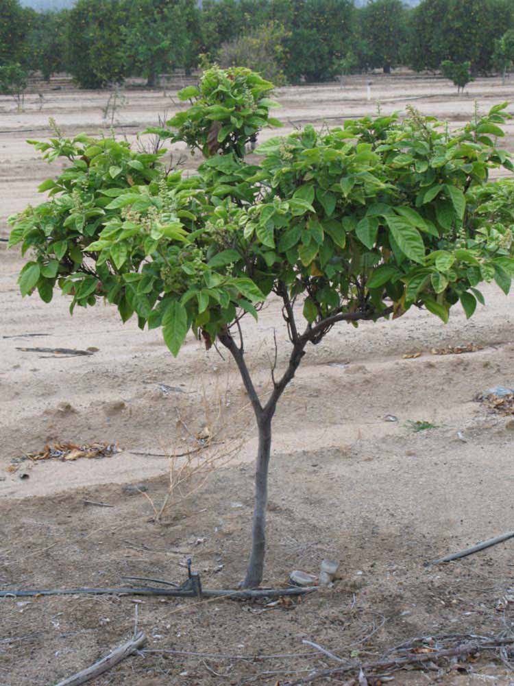            Habit (Riverside, CA)   